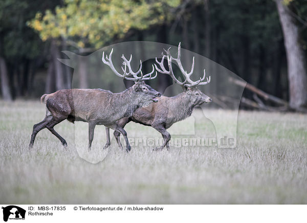 Rothirsche / red deer / MBS-17835