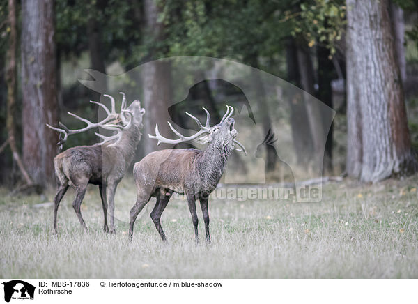 Rothirsche / red deer / MBS-17836