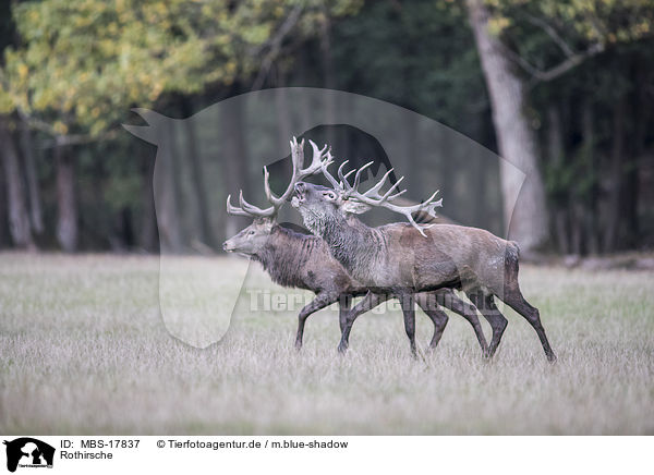 Rothirsche / red deer / MBS-17837