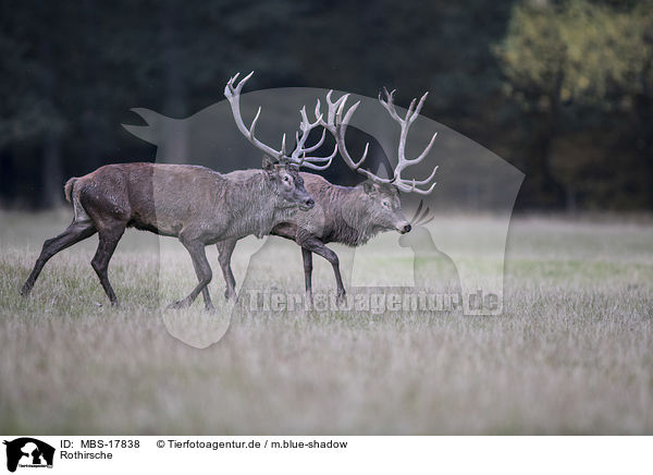 Rothirsche / red deer / MBS-17838