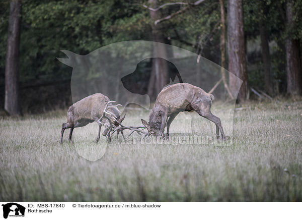 Rothirsche / red deer / MBS-17840