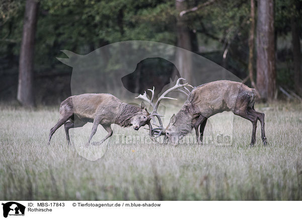 Rothirsche / red deer / MBS-17843