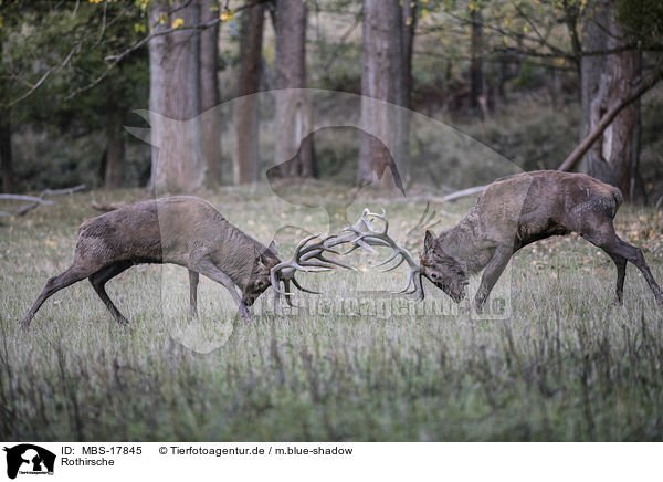 Rothirsche / red deer / MBS-17845
