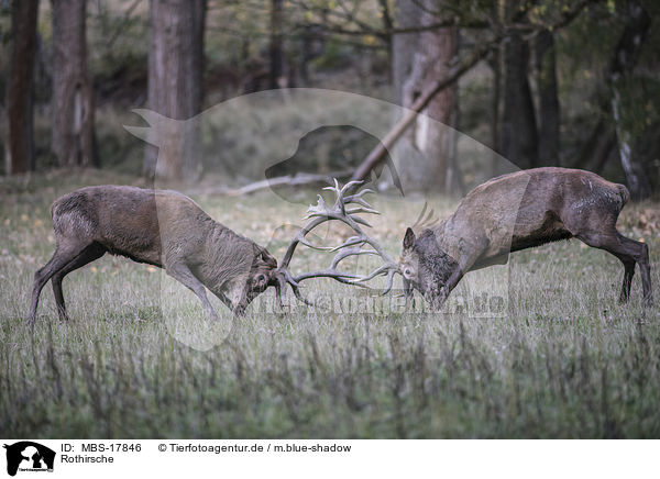 Rothirsche / red deer / MBS-17846