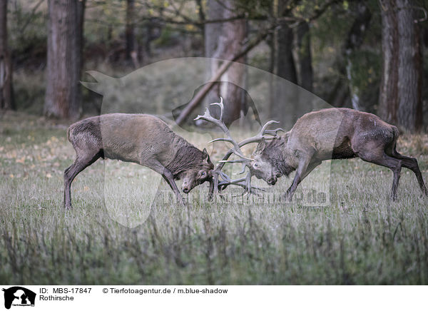 Rothirsche / red deer / MBS-17847