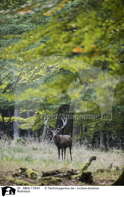 Rothirsch / red deer / MBS-17854