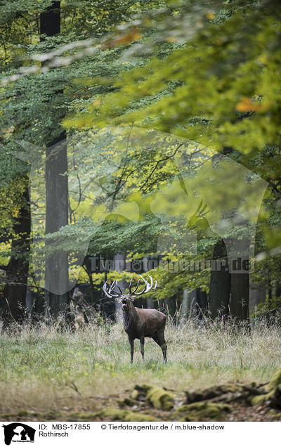 Rothirsch / red deer / MBS-17855