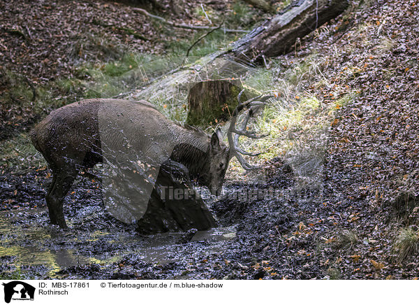Rothirsch / red deer / MBS-17861