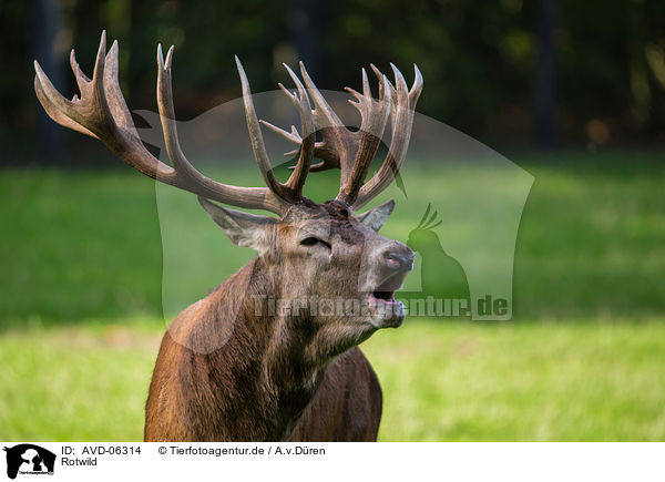 Rotwild / red deer / AVD-06314