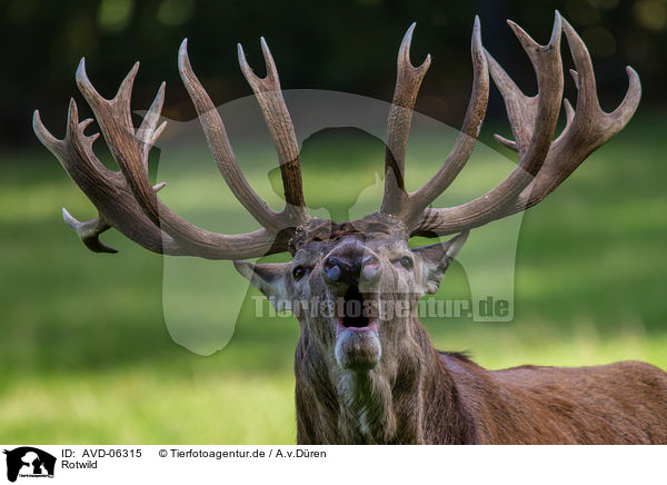 Rotwild / red deer / AVD-06315