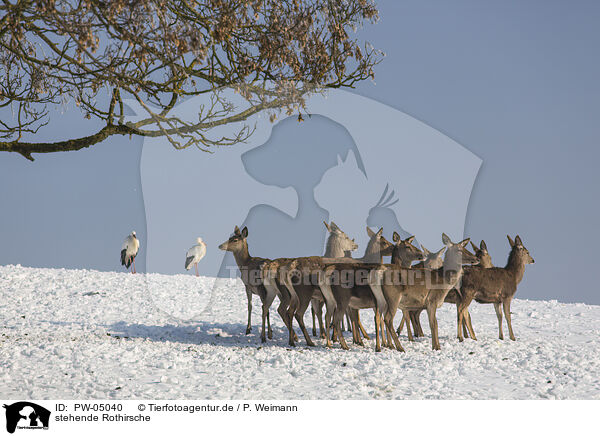 stehende Rothirsche / standing Red Deer / PW-05040