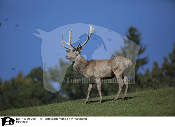 Rothirsch / red deer / PW-05256