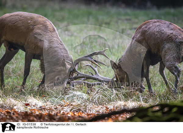 kmpfende Rothirsche / fighting Red Deers / IG-01538