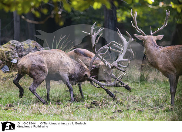 kmpfende Rothirsche / fighting Red Deers / IG-01544