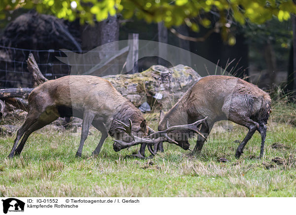 kmpfende Rothirsche / fighting Red Deers / IG-01552