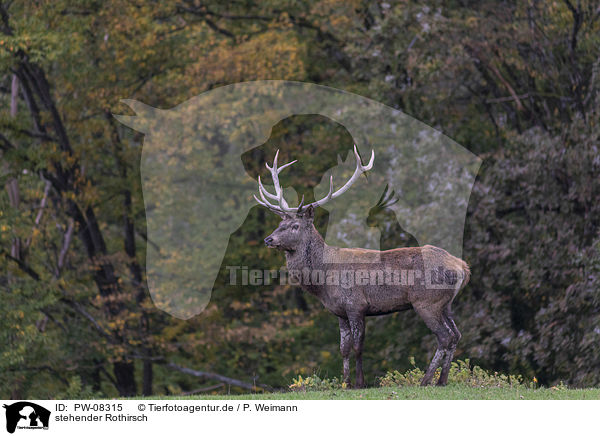 stehender Rothirsch / standing Red Deer / PW-08315
