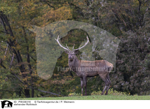 stehender Rothirsch / standing Red Deer / PW-08316