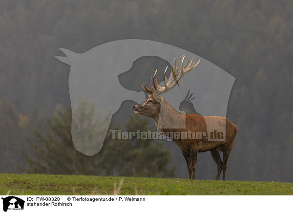 stehender Rothirsch / standing Red Deer / PW-08320