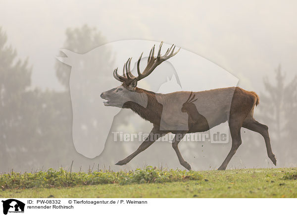 rennender Rothirsch / running Red Deer / PW-08332