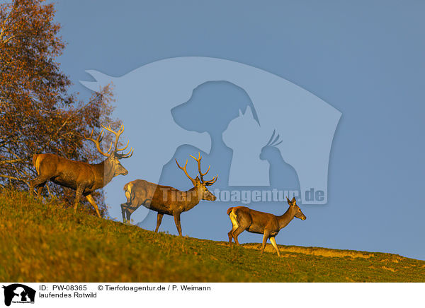 laufendes Rotwild / walking Red Deers / PW-08365