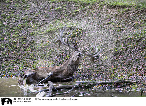 liegndes Rotwild / lying Red Deer / MBS-21291