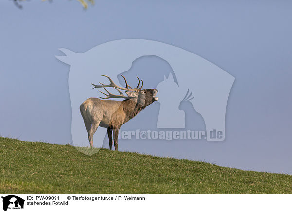stehendes Rotwild / standing Red Deer / PW-09091
