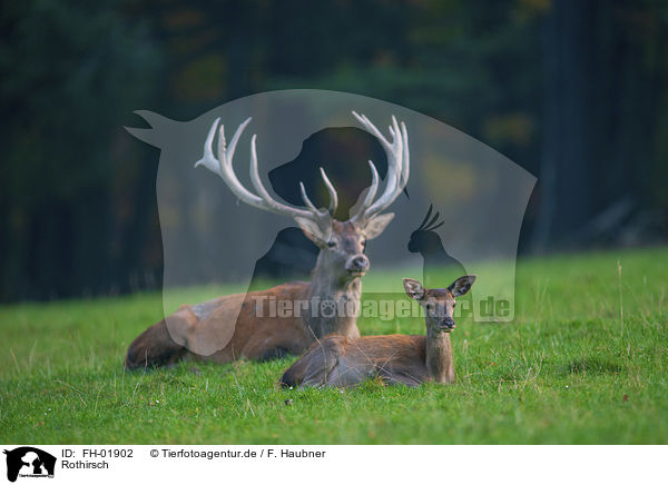 Rothirsch / red deer / FH-01902
