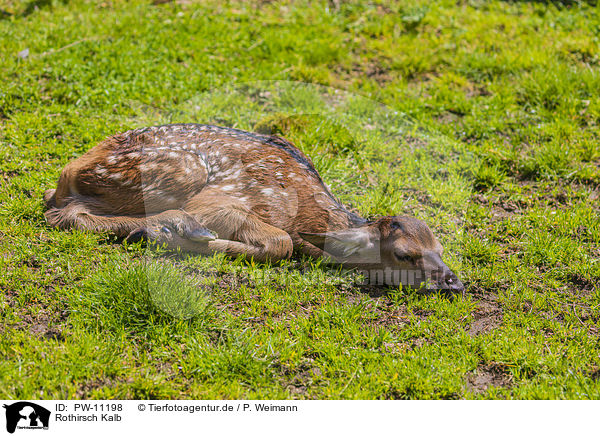 Rothirsch Kalb / red deer calf / PW-11198