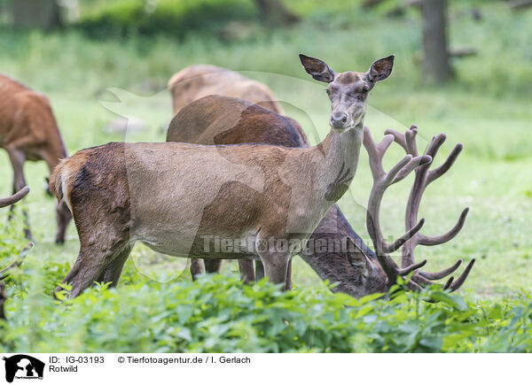 Rotwild / red deer / IG-03193