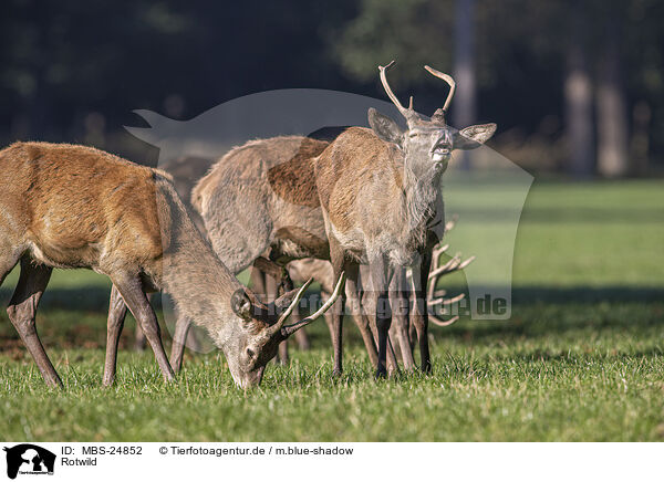 Rotwild / red deer / MBS-24852