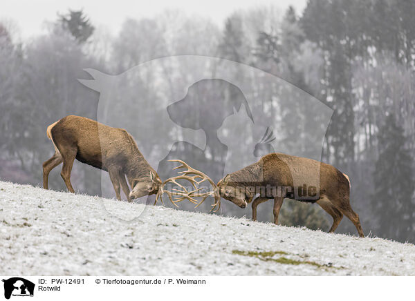 Rotwild / red deer / PW-12491
