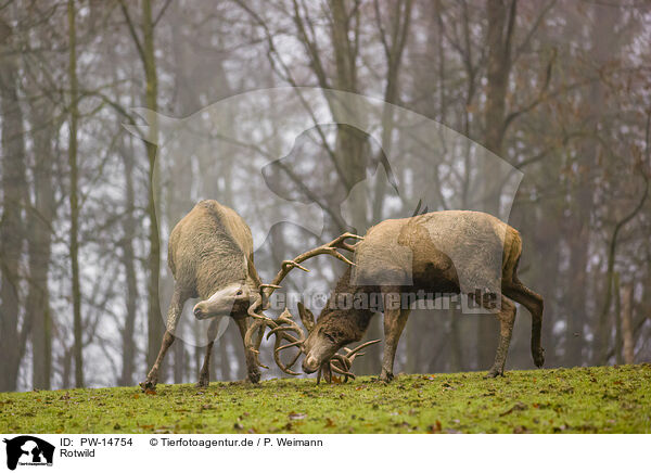 Rotwild / red deer / PW-14754