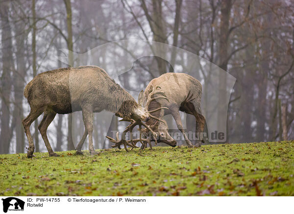 Rotwild / red deer / PW-14755