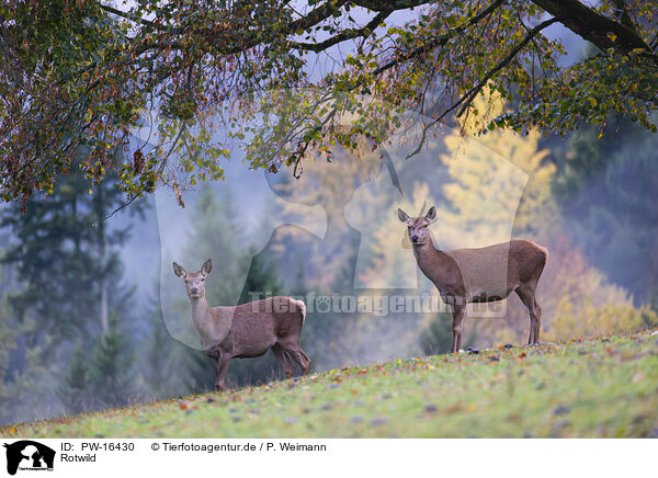 Rotwild / red deer / PW-16430