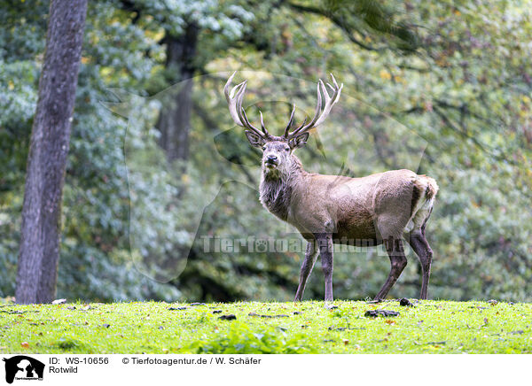 Rotwild / red deer / WS-10656