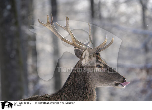 Rotwild / red deer / WS-10669