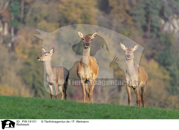 Rothirsch / red deer / PW-19151