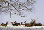 Rothirsche im Schnee