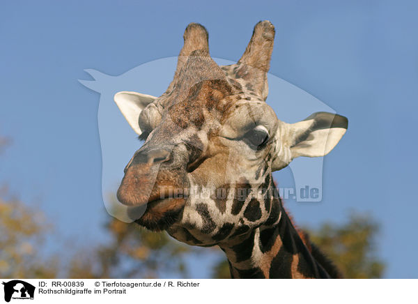 Rothschildgiraffe im Portrait / giraffe / RR-00839