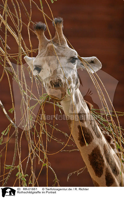 Rothschildgiraffe im Portrait / giraffe / RR-01861