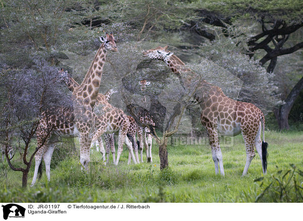 Uganda-Giraffen / JR-01197
