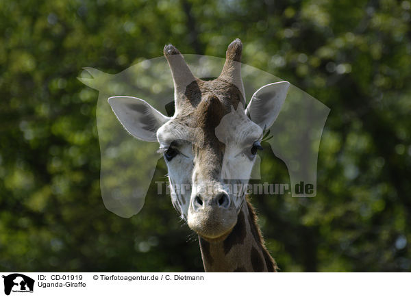 Uganda-Giraffe / Giraffa camelopardalis rothschildi / CD-01919