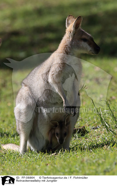 Rotnackenwallaby mit Jungtier / Red-necked wallaby with cub / FF-08864