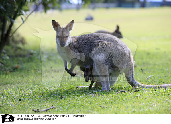 Rotnackenwallaby mit Jungtier / Red-necked wallaby with cub / FF-08872