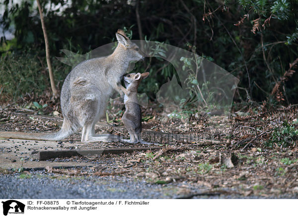 Rotnackenwallaby mit Jungtier / Red-necked wallaby with cub / FF-08875