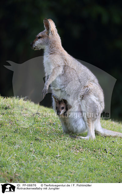 Rotnackenwallaby mit Jungtier / FF-08876