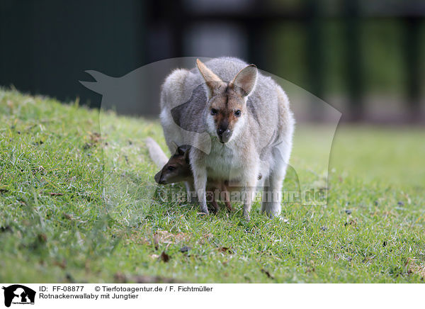 Rotnackenwallaby mit Jungtier / FF-08877