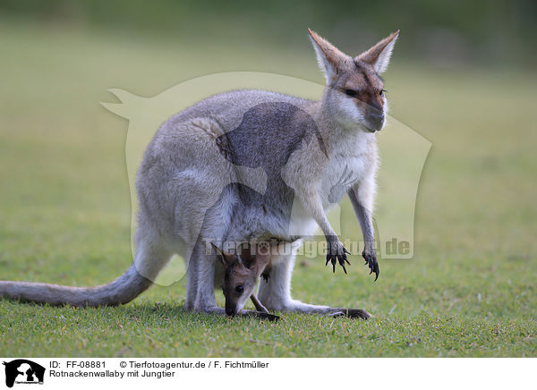Rotnackenwallaby mit Jungtier / FF-08881
