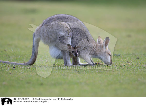 Rotnackenwallaby mit Jungtier / Red-necked wallaby with cub / FF-08882