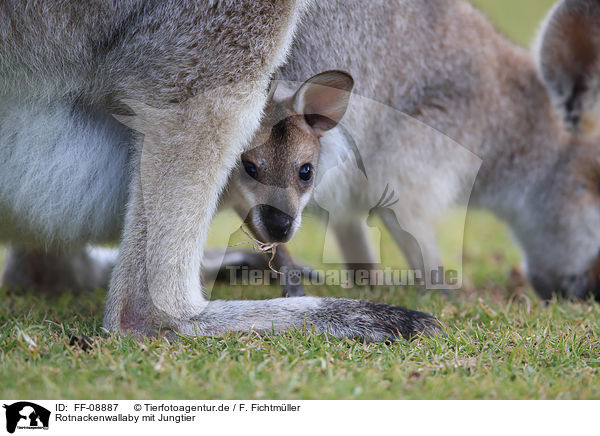 Rotnackenwallaby mit Jungtier / FF-08887
